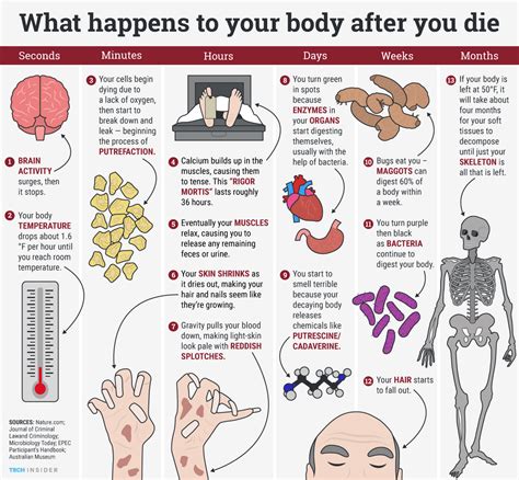 What Happens to Your Body When You Take B.